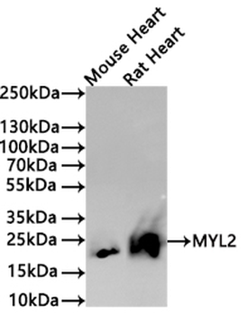 MYL2 Antibody