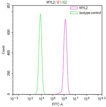 MYL2 Antibody