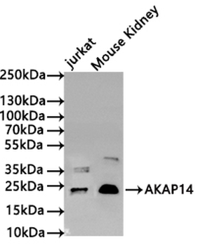 AKAP14 Antibody