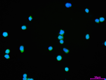 PYCARD Antibody