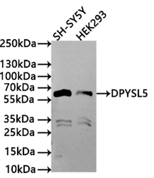 DPYSL5 Antibody
