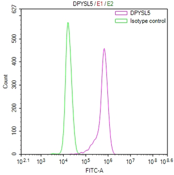 DPYSL5 Antibody