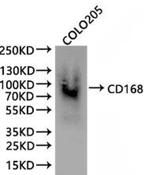 HMMR Antibody