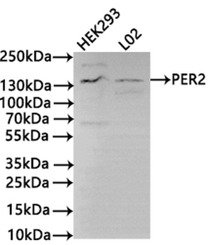 PER2 Antibody