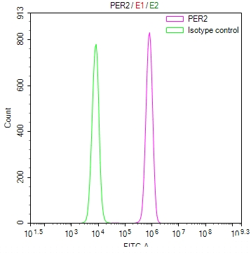 PER2 Antibody