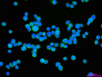 RALBP1 Antibody