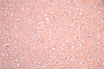MAG Antibody