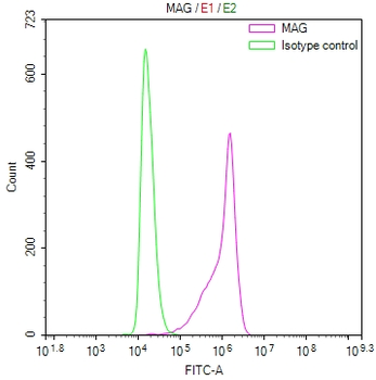 MAG Antibody