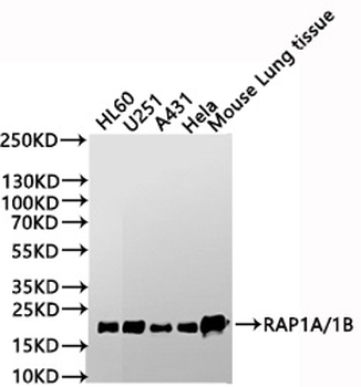 RAP1A/RAP1B Antibody