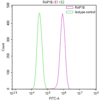 RAP1A/RAP1B Antibody