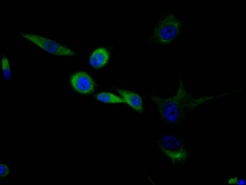 NES Antibody