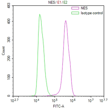 NES Antibody