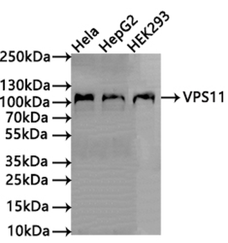 VPS11 Antibody