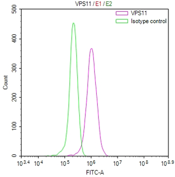 VPS11 Antibody
