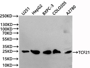 TCF21 Antibody