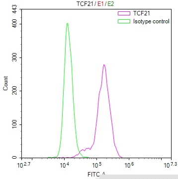TCF21 Antibody