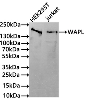 WAPL Antibody