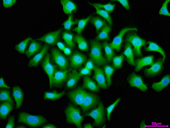 WAPL Antibody