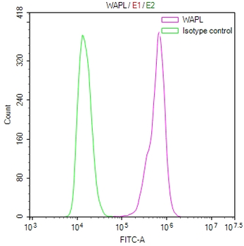 WAPL Antibody