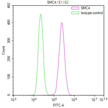 SMC4 Antibody