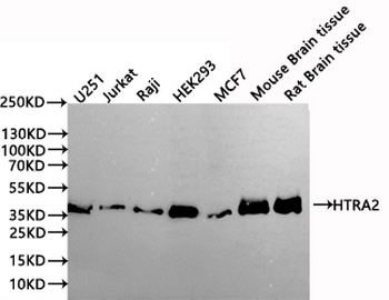 HTRA2 Antibody