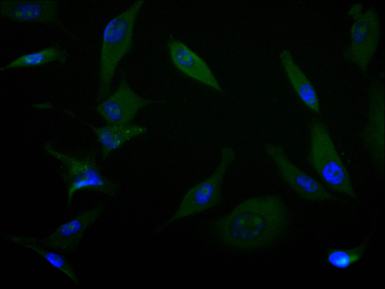 HTRA2 Antibody