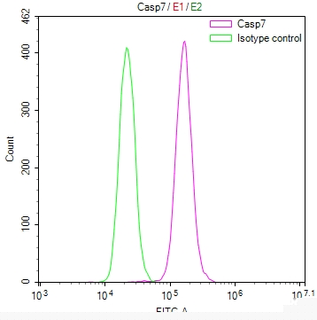 Casp7 Antibody