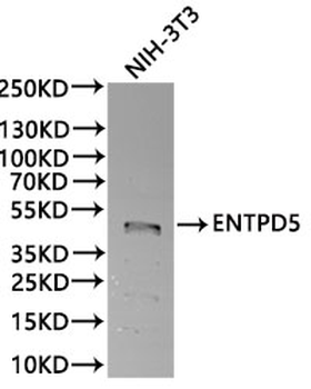 ENTPD5 Antibody