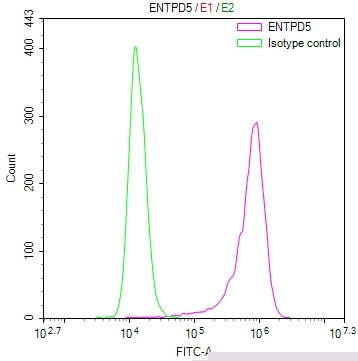 ENTPD5 Antibody