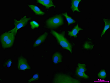 PIP Antibody