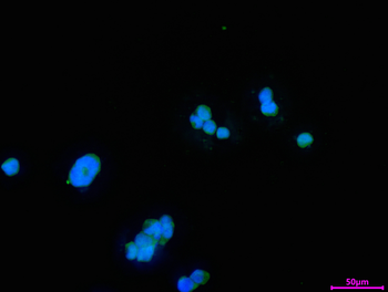 HSF2 Antibody
