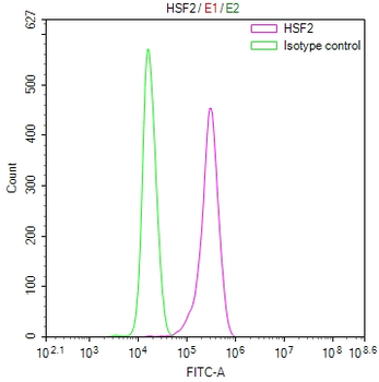 HSF2 Antibody