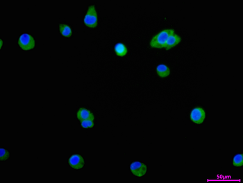 PON1 Antibody
