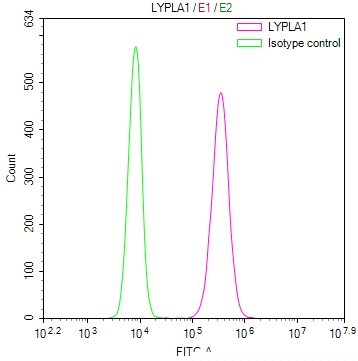 LYPLA1 Antibody