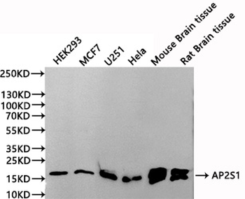 AP2S1 Antibody