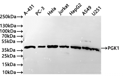 PGK1 Antibody