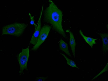 IRF9 Antibody