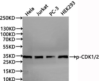 CDK2/CDK1 Antibody