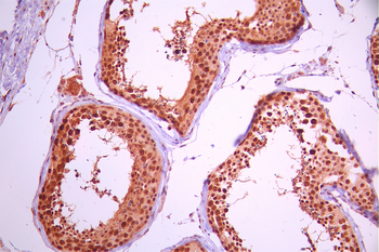 CDK2/CDK1 Antibody