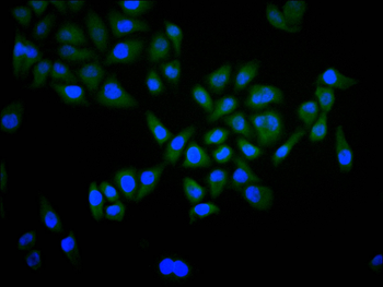 CDK2/CDK1 Antibody