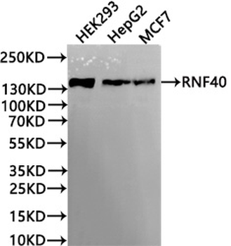 RNF40 Antibody