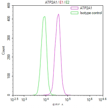 ATP2A1 Antibody