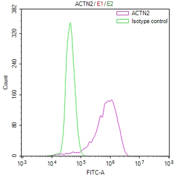 ACTN2 Antibody