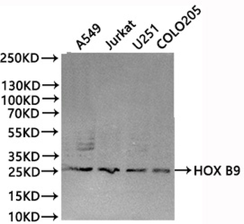 HOXB9 Antibody