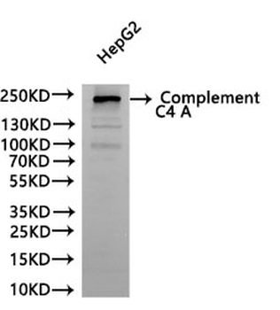 C4A Antibody