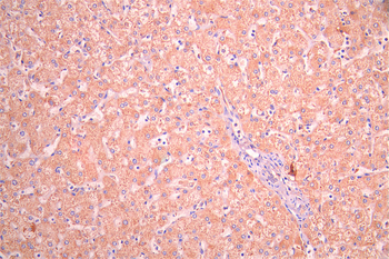C4A Antibody