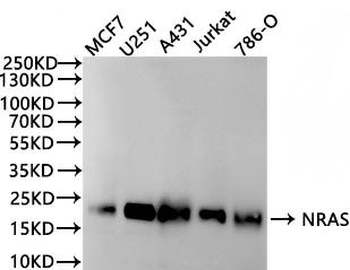 NRAS Antibody
