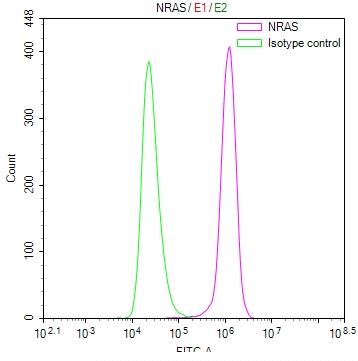 NRAS Antibody