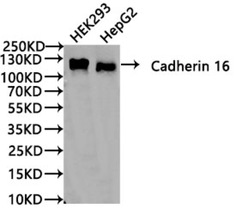 CDH16 Antibody