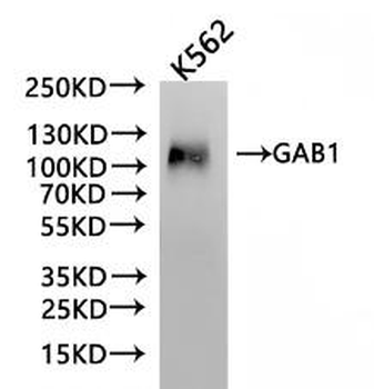 GAB1 Antibody
